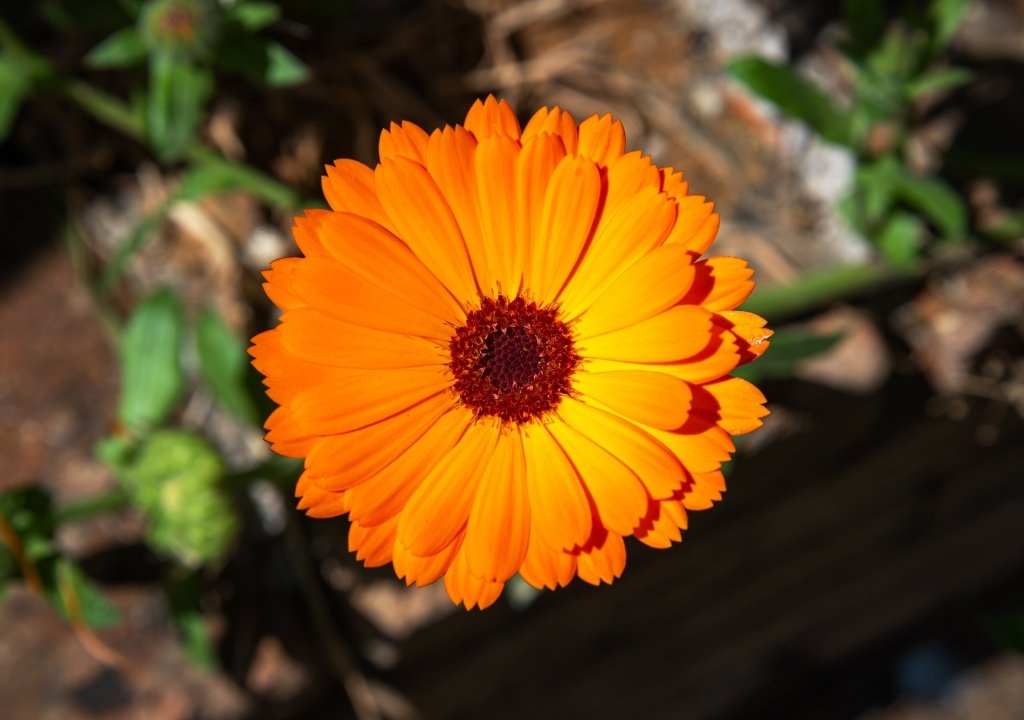 Calendula officinalis