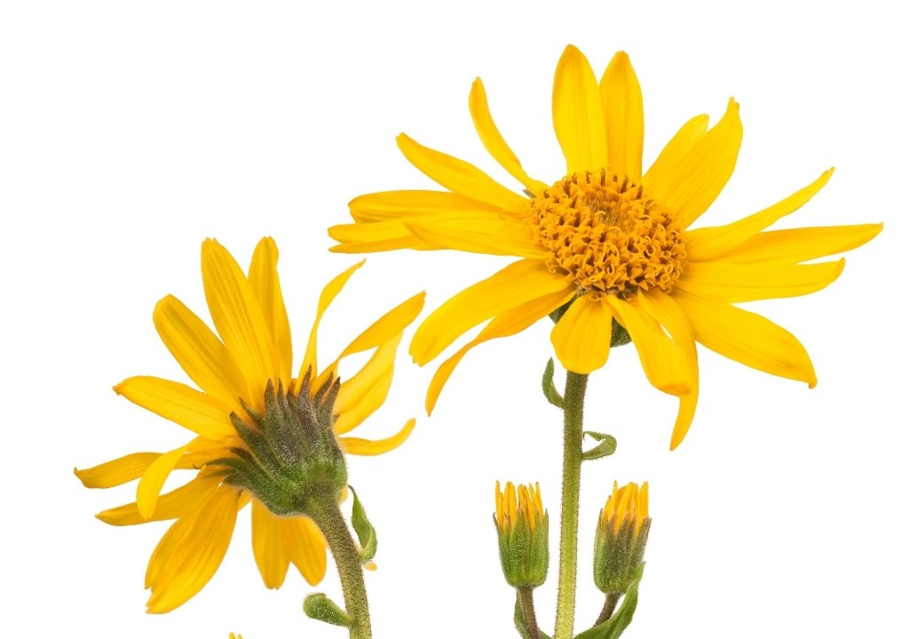 Arnica montana