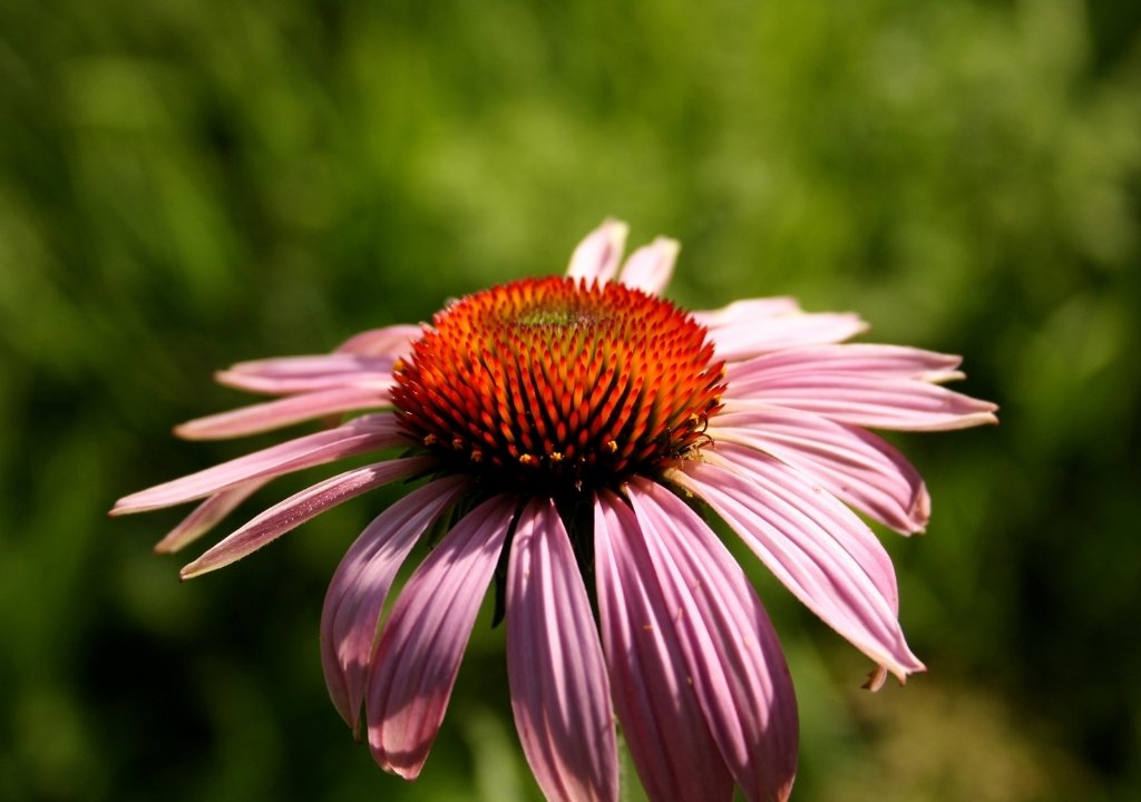 Echinacea angustifolia
