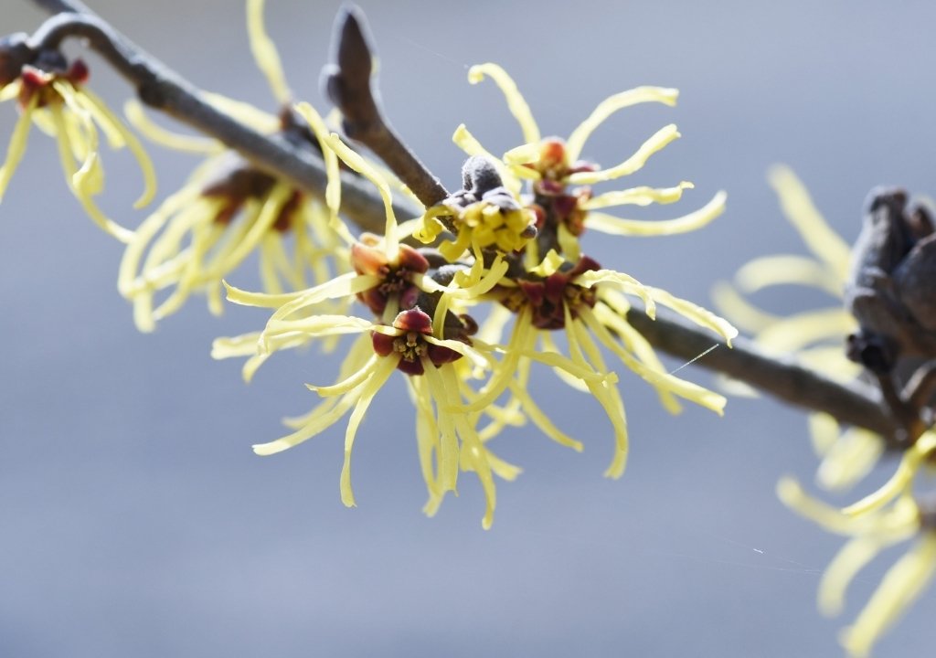 Hamamelis virginiana