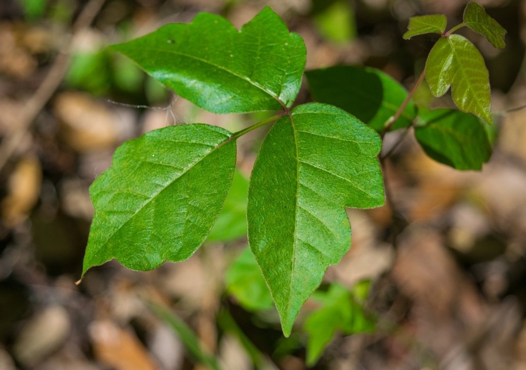 Rhus toxicodendron