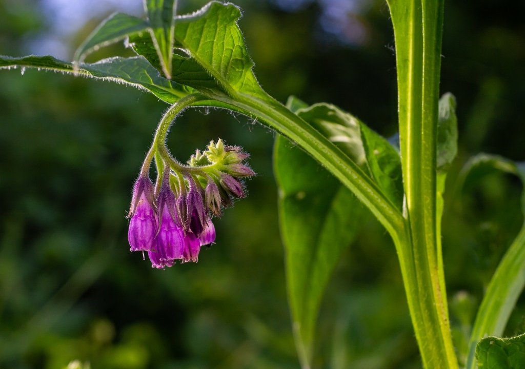 Symphytum officinale