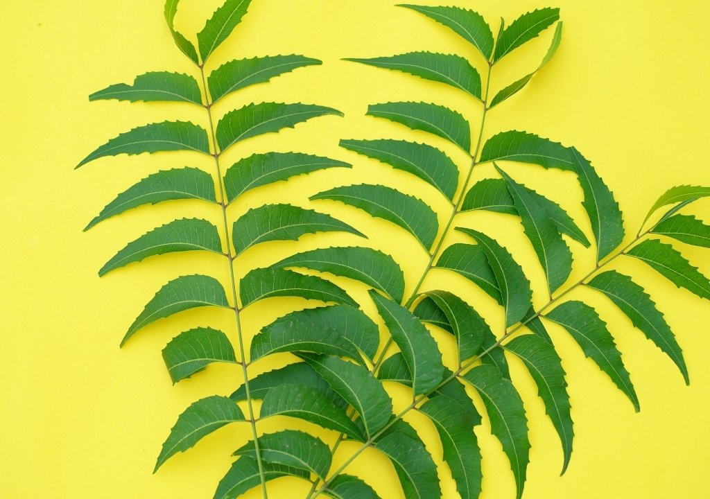 Azadirachta indica (Neem)