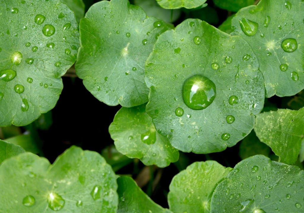 Hydrocotyle asiatica
