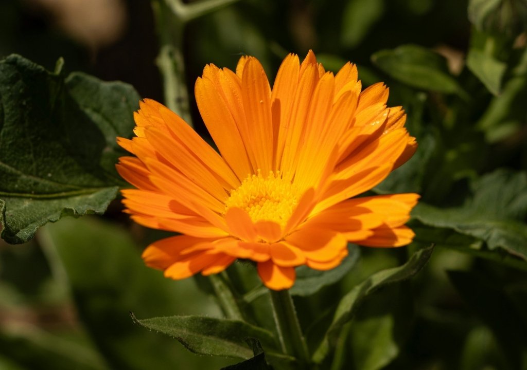 Calendula officinalis